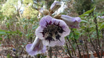 Paulownia fortunei | Dragon Tree | Fortunes Empress | Sapphire | 100_Seeds