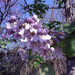 Paulownia fortunei | Dragon Tree | Fortunes Empress | Sapphire | 100_Seeds