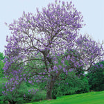 Paulownia fortunei | Dragon Tree | Fortunes Empress | Sapphire | 100_Seeds