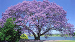 Paulownia fortunei | Dragon Tree | Fortunes Empress | Sapphire | 100_Seeds