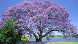 Paulownia fortunei | Dragon Tree | Fortunes Empress | Sapphire | 100_Seeds