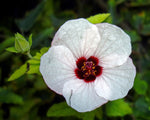 Pavonia hastata | Spearleaf Swampmallow | Pale Texas Rosemallow | 10_Seeds