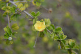 Pavonia praemorsa | Yellow Mallow | 10_Seeds