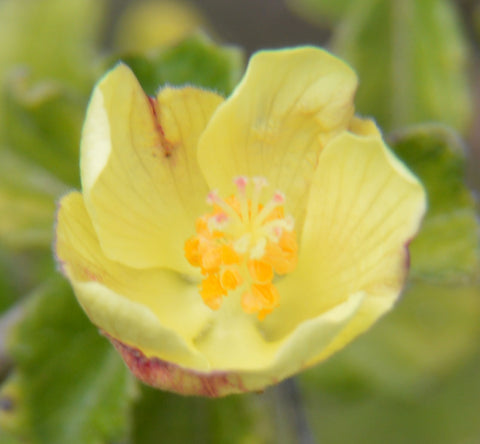 Pavonia praemorsa | Yellow Mallow | 10_Seeds