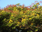 Peltophorum pterocarpum | Copperpod | Golden Yellow Flamboyant | 10_Seeds