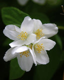 Philadelphus coronarius | English Dogwood | Sweet Mock Orange | 200_Seeds