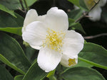 Philadelphus coronarius | English Dogwood | Sweet Mock Orange | 200_Seeds