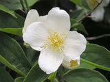 Philadelphus coronarius | English Dogwood | Sweet Mock Orange | 200_Seeds