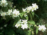 Philadelphus coronarius | English Dogwood | Sweet Mock Orange | 200_Seeds