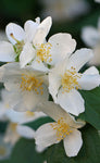 Philadelphus coronarius | English Dogwood | Sweet Mock Orange | 200_Seeds