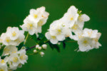Philadelphus coronarius | English Dogwood | Sweet Mock Orange | 200_Seeds