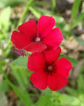 Phlox drummondii | Annual Drummonds | 50_Seeds