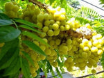 Phyllanthus acidus | Chermai | Otaheite & Malay & Tahitian Gooseberry | 5_Seeds