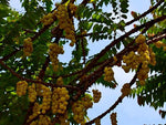 Phyllanthus acidus | Chermai | Otaheite & Malay & Tahitian Gooseberry | 5_Seeds