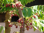 Phyllanthus acidus | Chermai | Otaheite & Malay & Tahitian Gooseberry | 5_Seeds