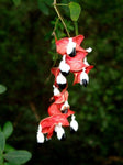 Pithecellobium dulce | Madras Thorn | Manilla Tamarind | Camachile | 5_Seeds