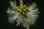 Pithecellobium dulce | Madras Thorn | Manilla Tamarind | Camachile | 5_Seeds