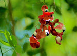 Pithecellobium dulce | Madras Thorn | Manilla Tamarind | Camachile | 5_Seeds