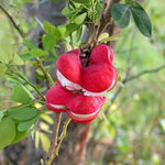 Pithecellobium dulce | Madras Thorn | Manilla Tamarind | Camachile | 5_Seeds
