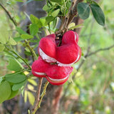 Pithecellobium dulce | Madras Thorn | Manilla Tamarind | Camachile | 5_Seeds
