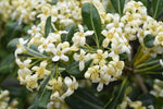 Pittosporum tobira | Cheesewood | Japanese Mock Orange | 10_Seeds
