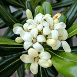 Pittosporum tobira | Cheesewood | Japanese Mock Orange | 10_Seeds