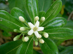 Pittosporum tobira | Cheesewood | Japanese Mock Orange | 10_Seeds