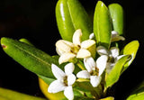 Pittosporum tobira | Cheesewood | Japanese Mock Orange | 10_Seeds