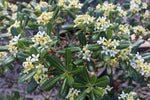 Pittosporum tobira | Cheesewood | Japanese Mock Orange | 10_Seeds