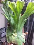 Platycerium wandae | Queen Elkhorn Fern | 100_Spores