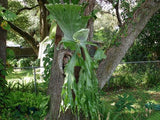 Platycerium wandae | Queen Elkhorn Fern | 100_Spores