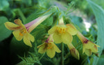 Polemonium pauciflorum | Few-flowered Jacobs Ladder | 20_Seeds