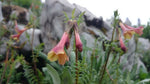 Polemonium pauciflorum | Few-flowered Jacobs Ladder | 20_Seeds