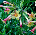 Polemonium pauciflorum | Few-flowered Jacobs Ladder | 20_Seeds