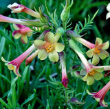 Polemonium pauciflorum | Few-flowered Jacobs Ladder | 20_Seeds