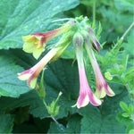 Polemonium pauciflorum | Few-flowered Jacobs Ladder | 20_Seeds