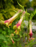 Polemonium pauciflorum | Few-flowered Jacobs Ladder | 20_Seeds