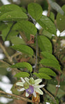 Passiflora popenovii | Granadilla de Quijos | 5_Seeds