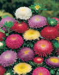 Callistephus chinensis Powderpuff Mix  | 10_Seeds