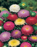 Callistephus chinensis Powderpuff Mix  | 10_Seeds