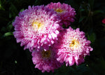 Callistephus chinensis Powderpuff Mix  | 10_Seeds