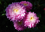 Callistephus chinensis Powderpuff Mix  | 10_Seeds