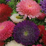 Callistephus chinensis Powderpuff Mix  | 10_Seeds
