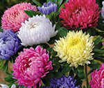 Callistephus chinensis Powderpuff Mix  | 10_Seeds