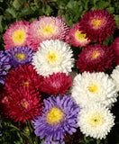 Callistephus chinensis Powderpuff Mix  | 10_Seeds