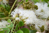 Pseudosamanea guachapele | Higo Amarillo | White Lara | 10_Seeds