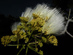 Pseudosamanea guachapele | Higo Amarillo | White Lara | 10_Seeds