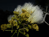 Pseudosamanea guachapele | Higo Amarillo | White Lara | 10_Seeds