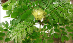 Pseudosamanea guachapele | Higo Amarillo | White Lara | 10_Seeds