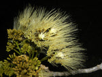 Pseudosamanea guachapele | Higo Amarillo | White Lara | 10_Seeds